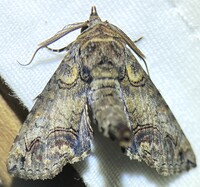 Paectes abrostoloides