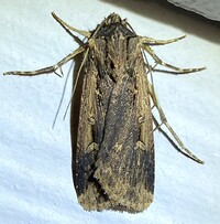 Feltia subterranea
