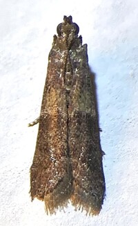 Ephestiodes infimella