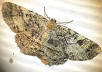 Melanolophia canadaria