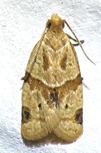 Clepsis peritana