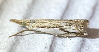 Crambus agitatellus