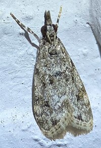 Eudonia heterosalis