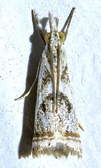 Microcrambus elegans