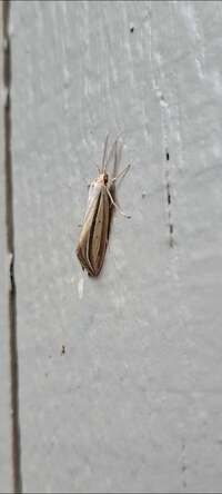 Doryodes bistrialis