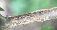 Marmara new species 28 - on Ulmus