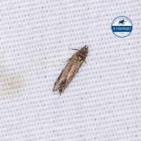 Untomia albistrigella