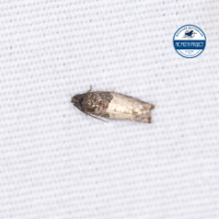 Rhopobota finitimana