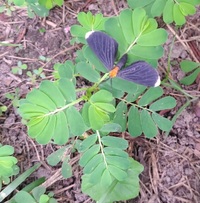 Melanchroia chephise