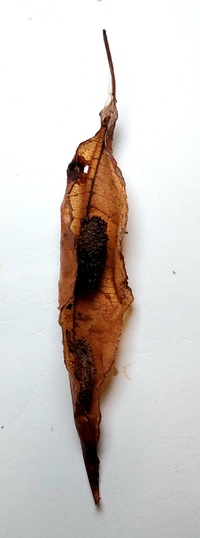 Filatima serotinella