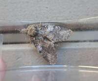 Peridea angulosa