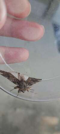 Heterocampa varia