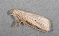 Xubida panalope