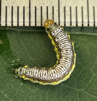 Evergestis rimosalis