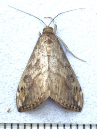 Evergestis rimosalis