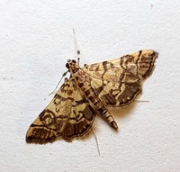 Apogeshna stenialis