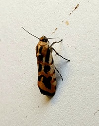 Spragueia leo