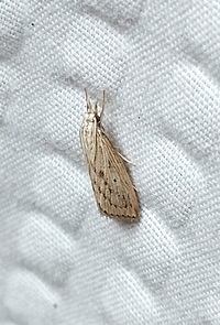Diatraea lisetta