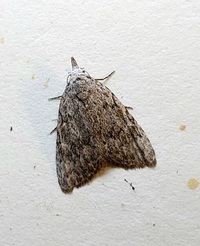 Nola clethrae