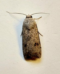 Anicla infecta