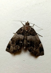 Cutina distincta