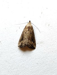 Hypenopsis calusa