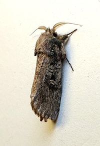 Schizura ipomaeae
