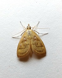 Crocidophora tuberculalis