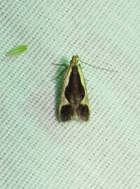 Dichomeris flavocostella