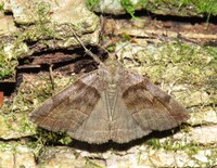 Zanclognatha laevigata