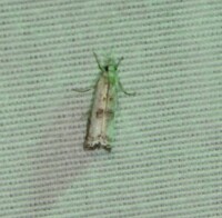 Crambus unidentified species