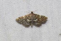 Anageshna primordialis