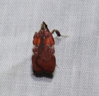 Galasa nigrinodis