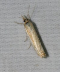 Crambus unidentified species