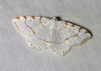 Macaria pustularia