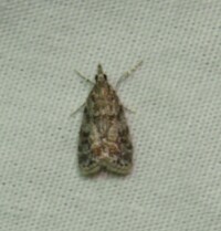 Scoparia basalis
