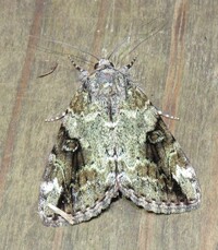 Catocala micronympha