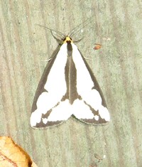 Haploa lecontei