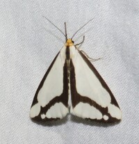 Haploa lecontei