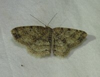 Melanolophia canadaria