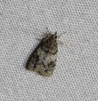 Scoparia cinereomedia