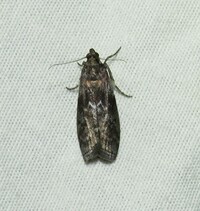 Sciota subcaesiella