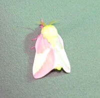 Dryocampa rubicunda
