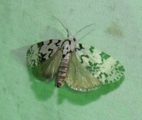 Polygrammate hebraeicum