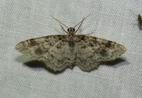 Hydrelia inornata