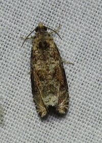 Olethreutes unidentified species