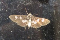 Desmia funeralis