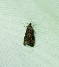 Endothenia hebesana