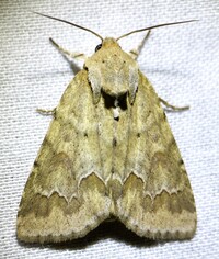 Acronicta betulae