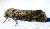 Acrolophus popeanella